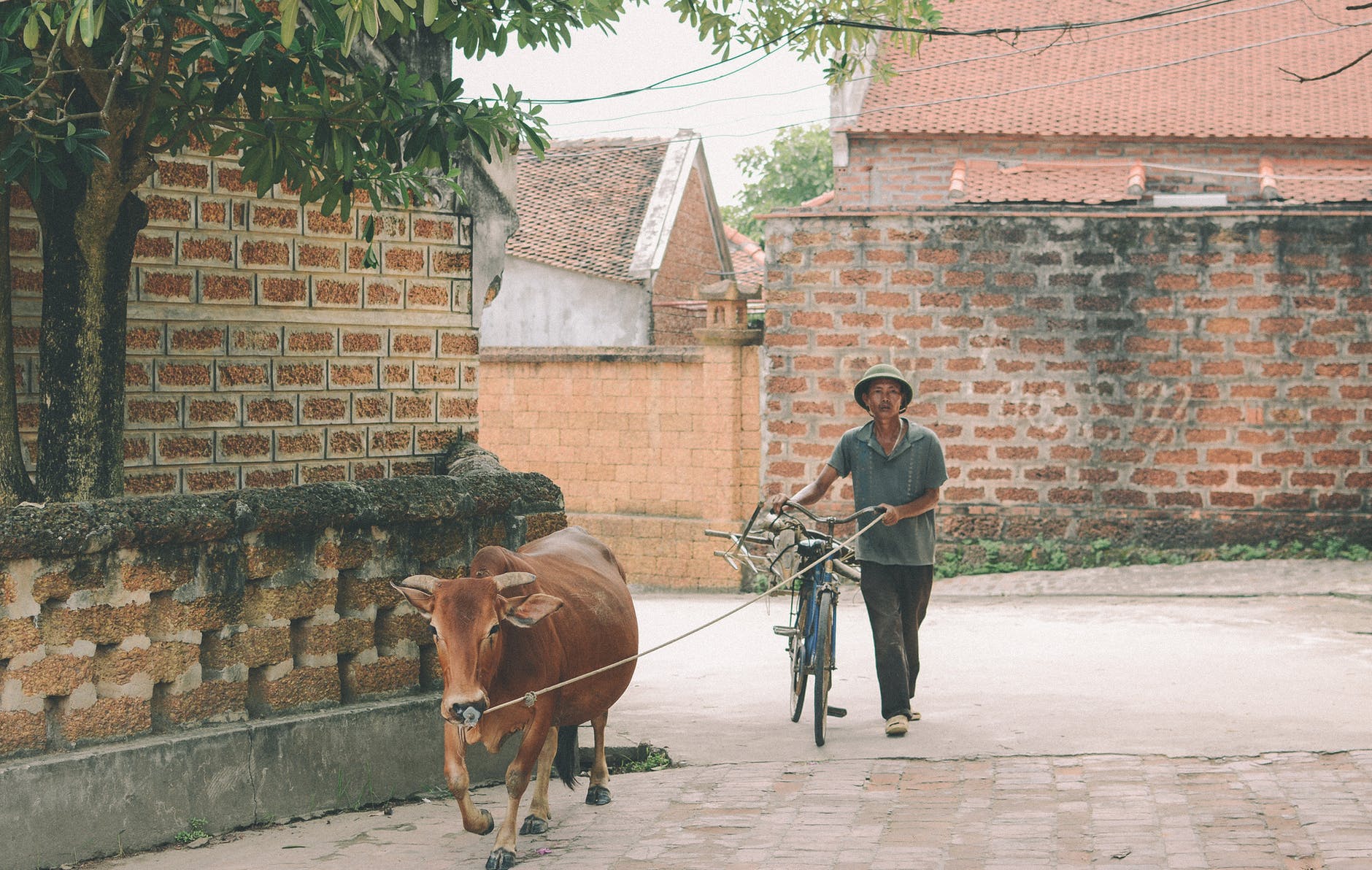 man walking with bike and brown cow